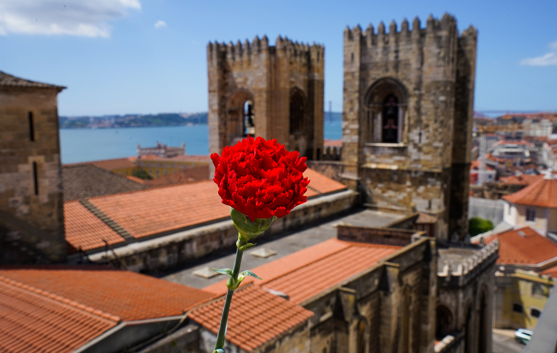  carnation in the foreground. In the background, the Tagus River, Lisbon Cathedral and rooftops