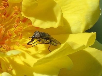 Grande plano de um inseto numa flor amarela